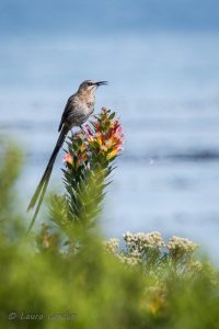 Cape Sugarbird Male Singing, #1