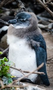 Juvenile Penguin