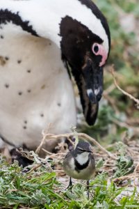 Penguin With Wagtail