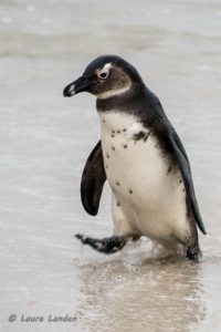 Young Penguin After Swim