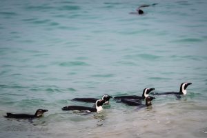 Penguins Heading Out To Feed