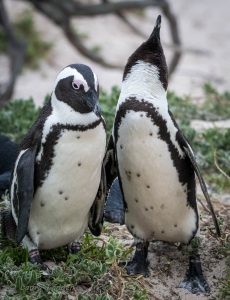 Penguins Renewing Pair Bond